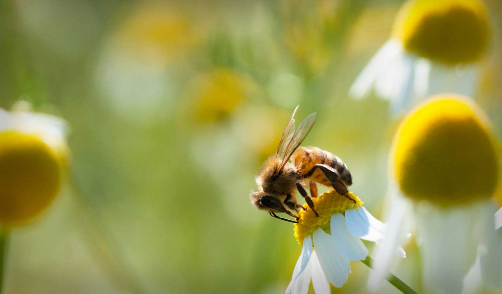 Close up of a bee collecting pollen from a flower