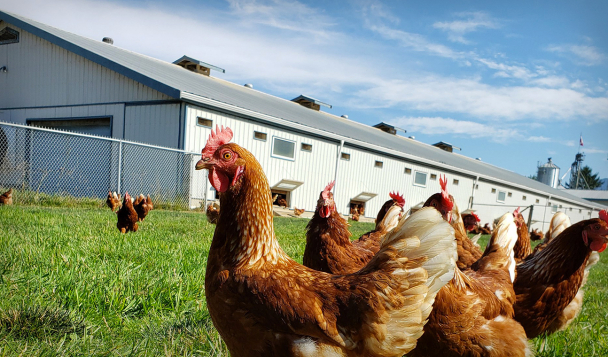 Free roaming hens on a farm in British Colombia