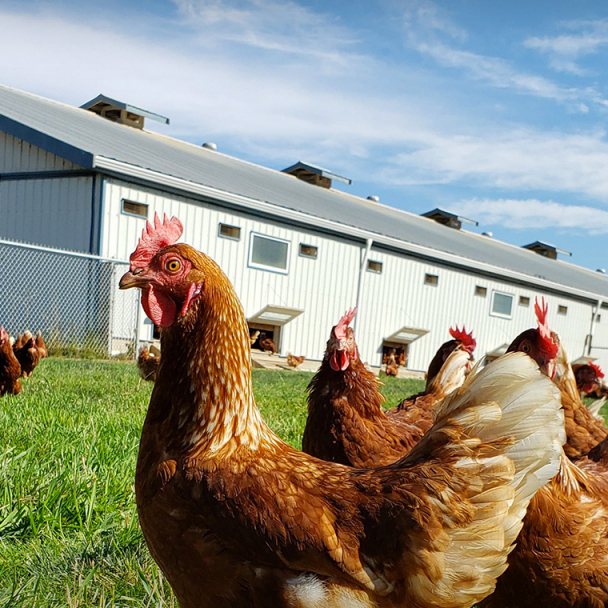 Free roaming hens on a farm in British Colombia
