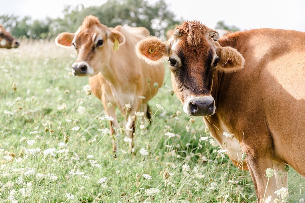 Iroquois Valley Junxion